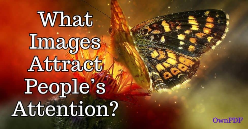 What Images Attract People’s Attention?